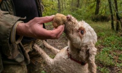 Truffle hunting